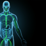 脳の外のニューロンとは？腸に5億個の神経細胞がある「分散型知能」の仕組みを解説